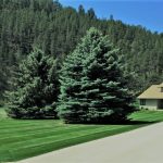 Black Hills Lawn Care - Remboldt Lawn Services